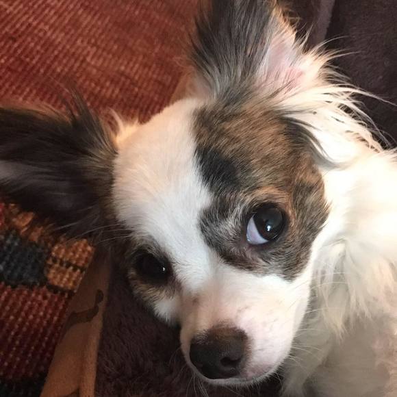 Meet your Posher, Sherrie - Picture 1 of 1